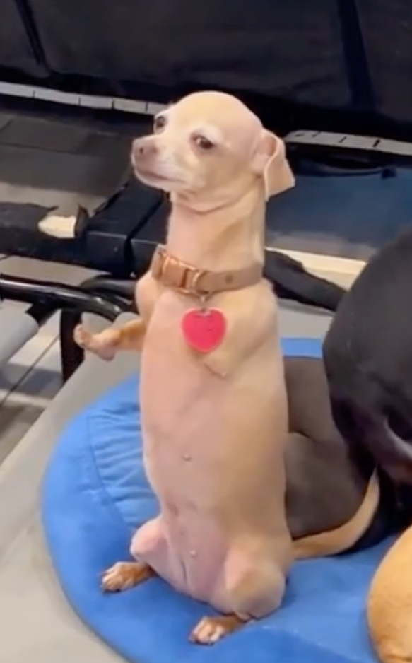Nugget