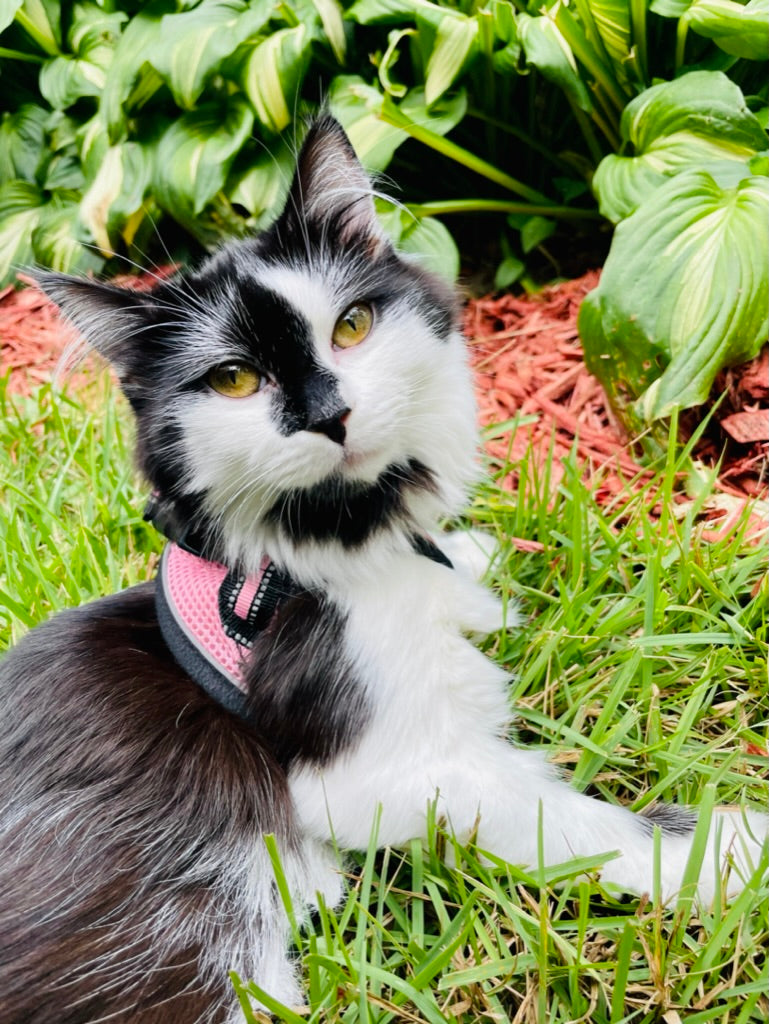 Photo of Phoebe the CH Kitty