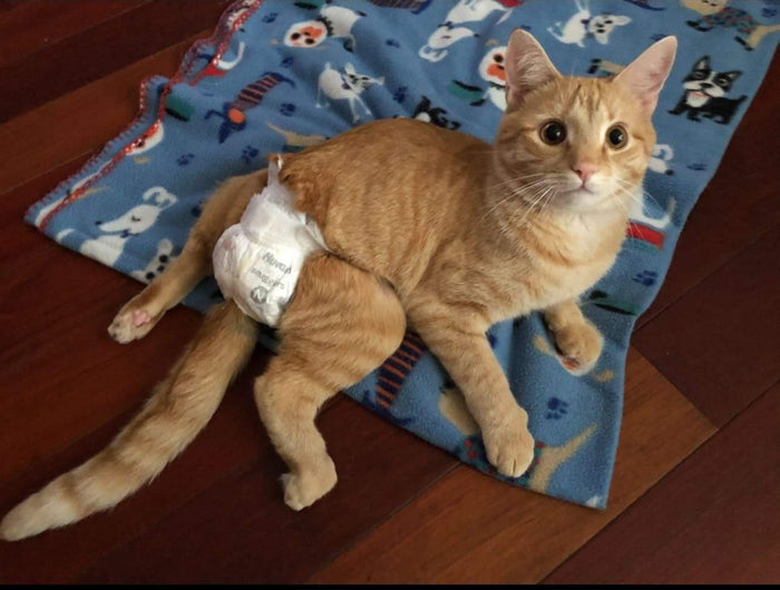 Jude