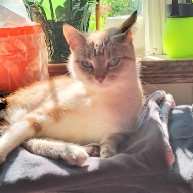 Elle the special needs cat lying on a blanket with a window and plants in the background