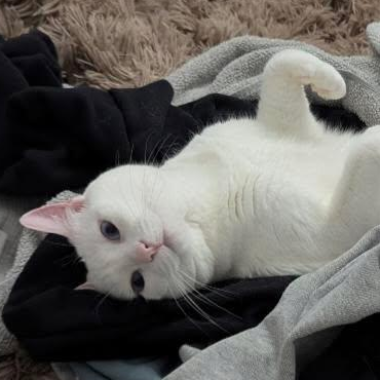White special needs cat lying on a bed amongst fresh laundry