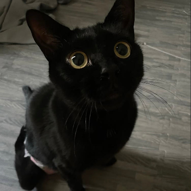 Gavi, a black special needs cat with large eyes on a wooden floor.