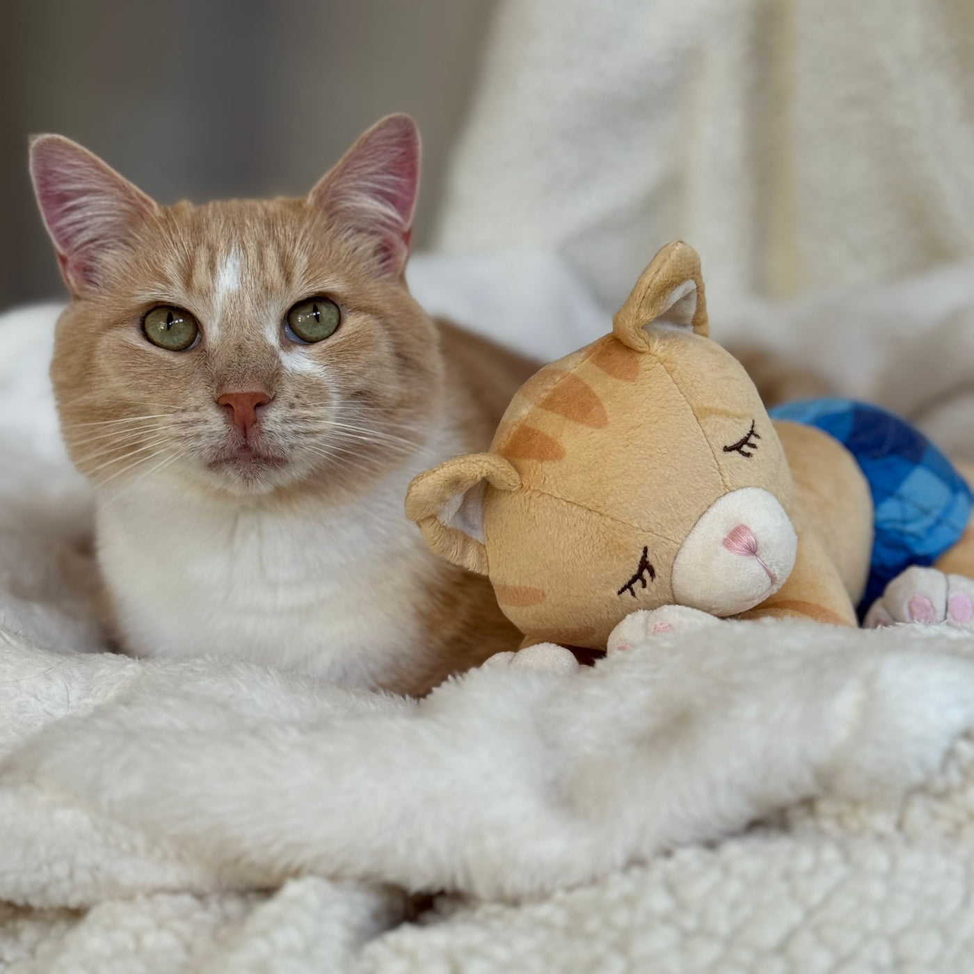 Sweet Dreams Reecie plush toy lying beside real-life Reecie cat on a fluffy blanket